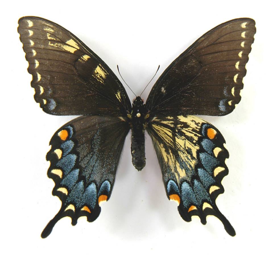Papilio glaucus (mosaic gynandromorph 001) Internet Image property of respective owner, non-commercial use only